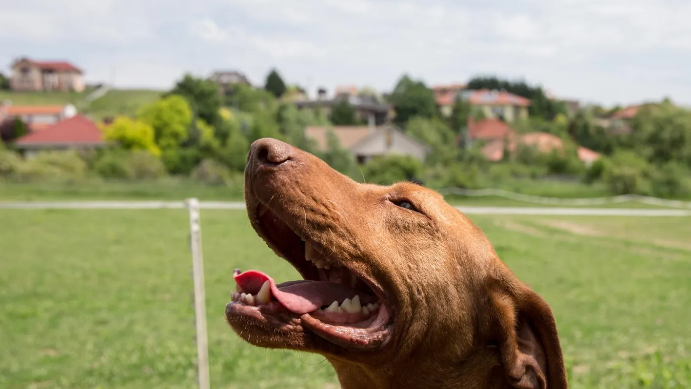 Bíróság előtt felelhet a kutyáját felakasztó férfi
