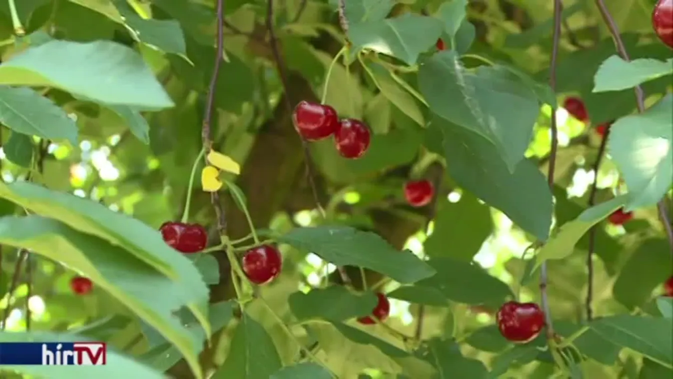 Szétesett az éppen csak megszületett összefogás
