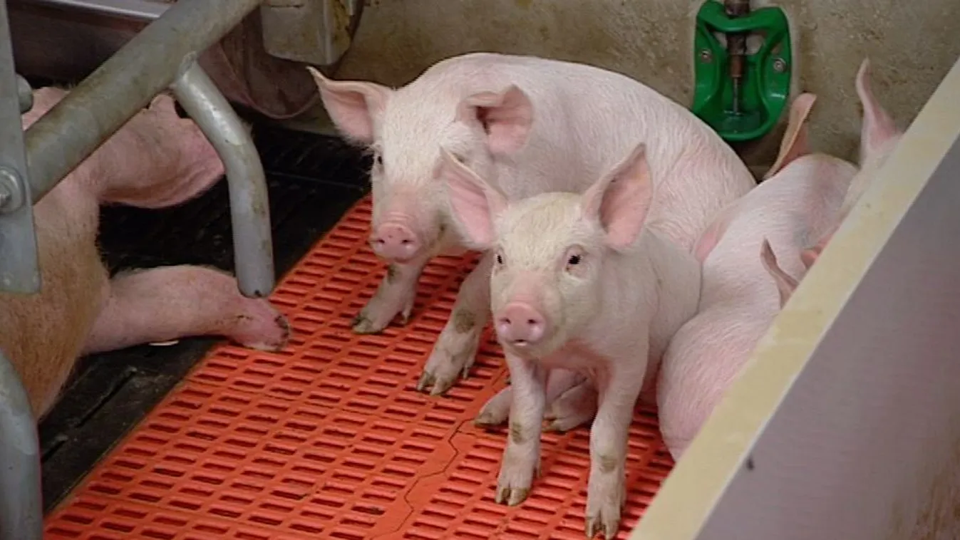 A Dunába dobják az elhullott disznókat, így terjedhetett el a sertéspestis Romániában