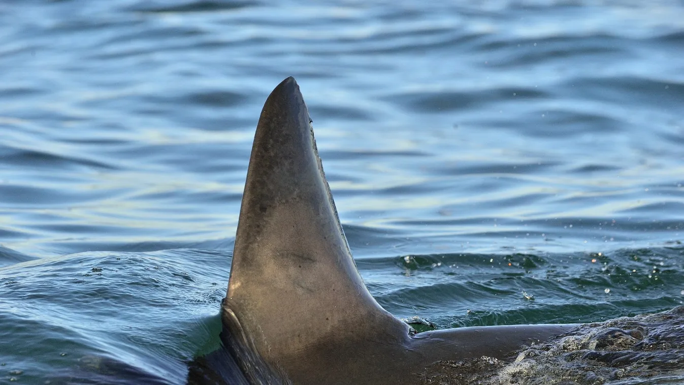 Újabb halálos kimenetelű cápatámadás történt Új-Kaledóniában