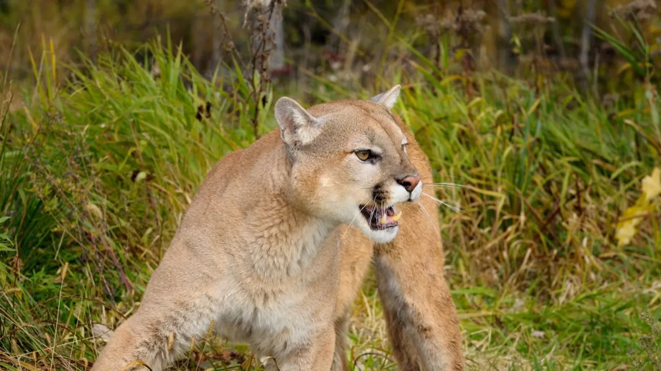 Egy puma karmai közül mentette meg kisfiát egy anya