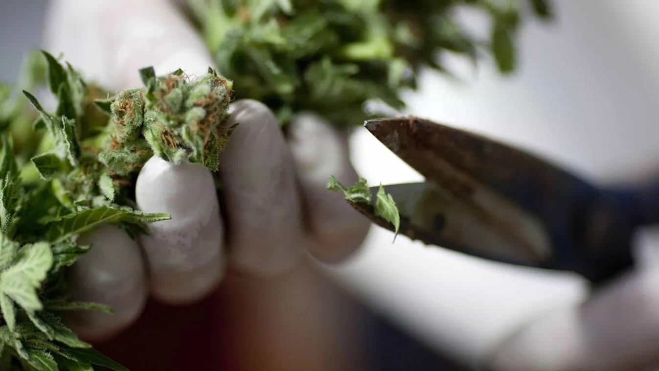 Füstbe ment terv – Newsroom