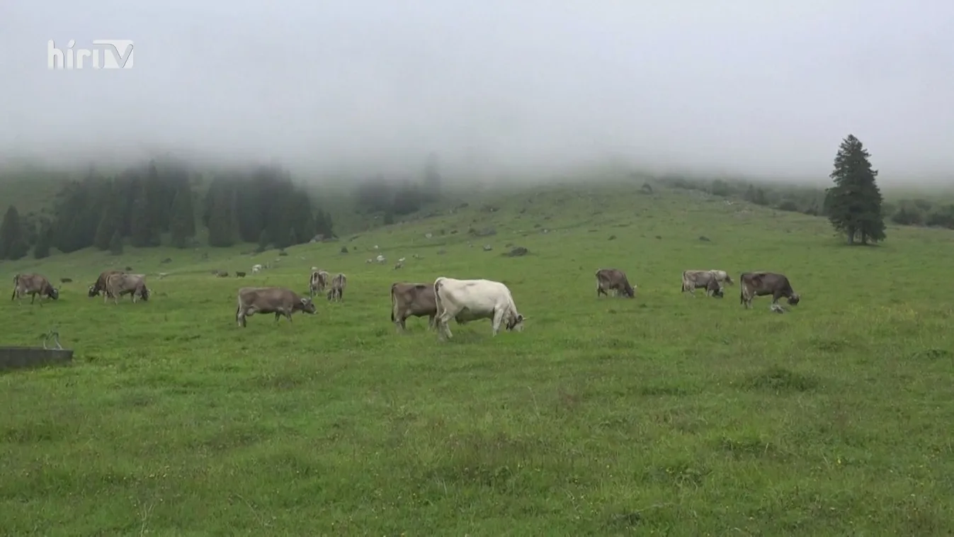 Lehajtották a marhákat a hegyről