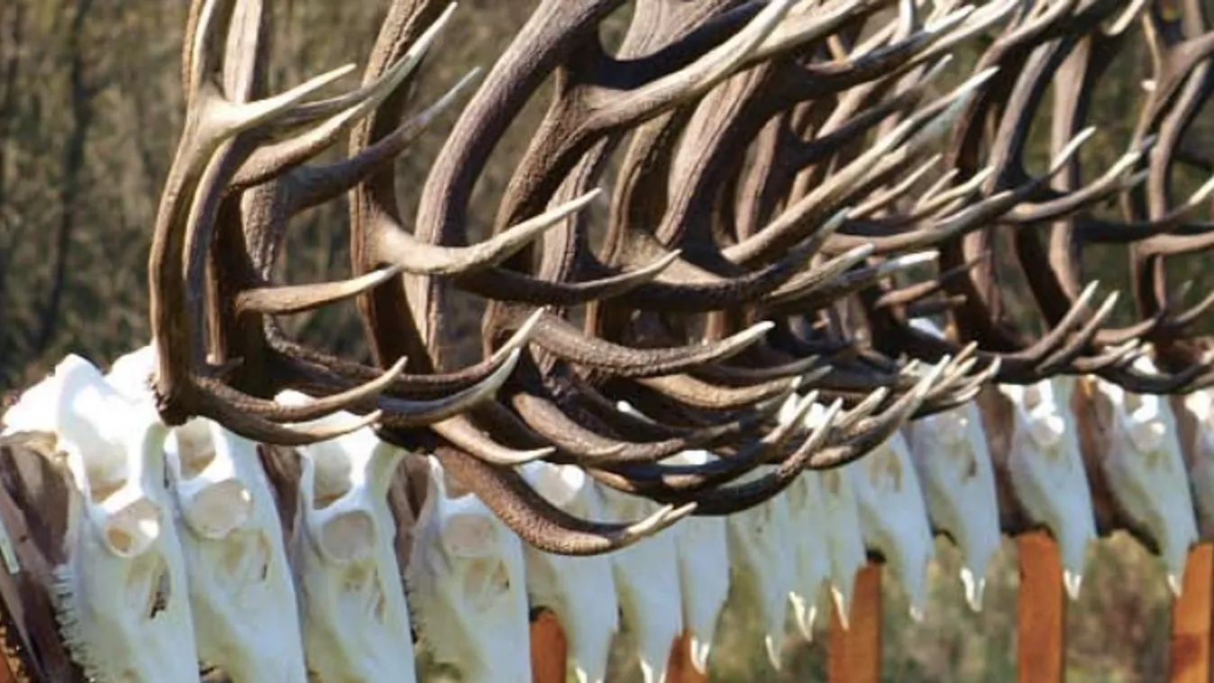 Szent Hubertus-búcsút és trófeamustrát rendeznek a szentkúti nemzeti kegyhelynél