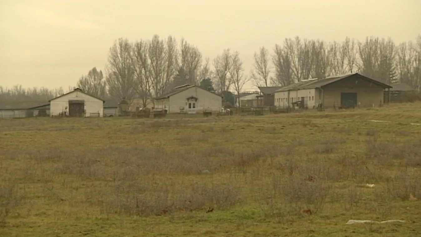 Gőgös: Londonból legeltetnek állatokat a Hortobágyon