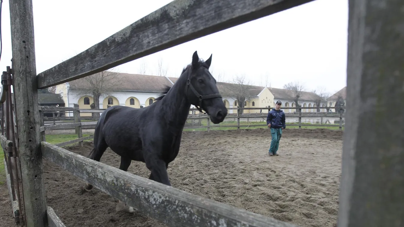 Egyelőre nem nyúlnak a ménesbirtokhoz