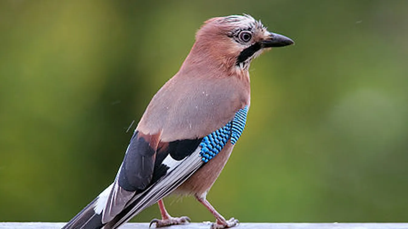 Szajkók segítenek a faültetésben Pesterzsébeten és Veresegyház határában