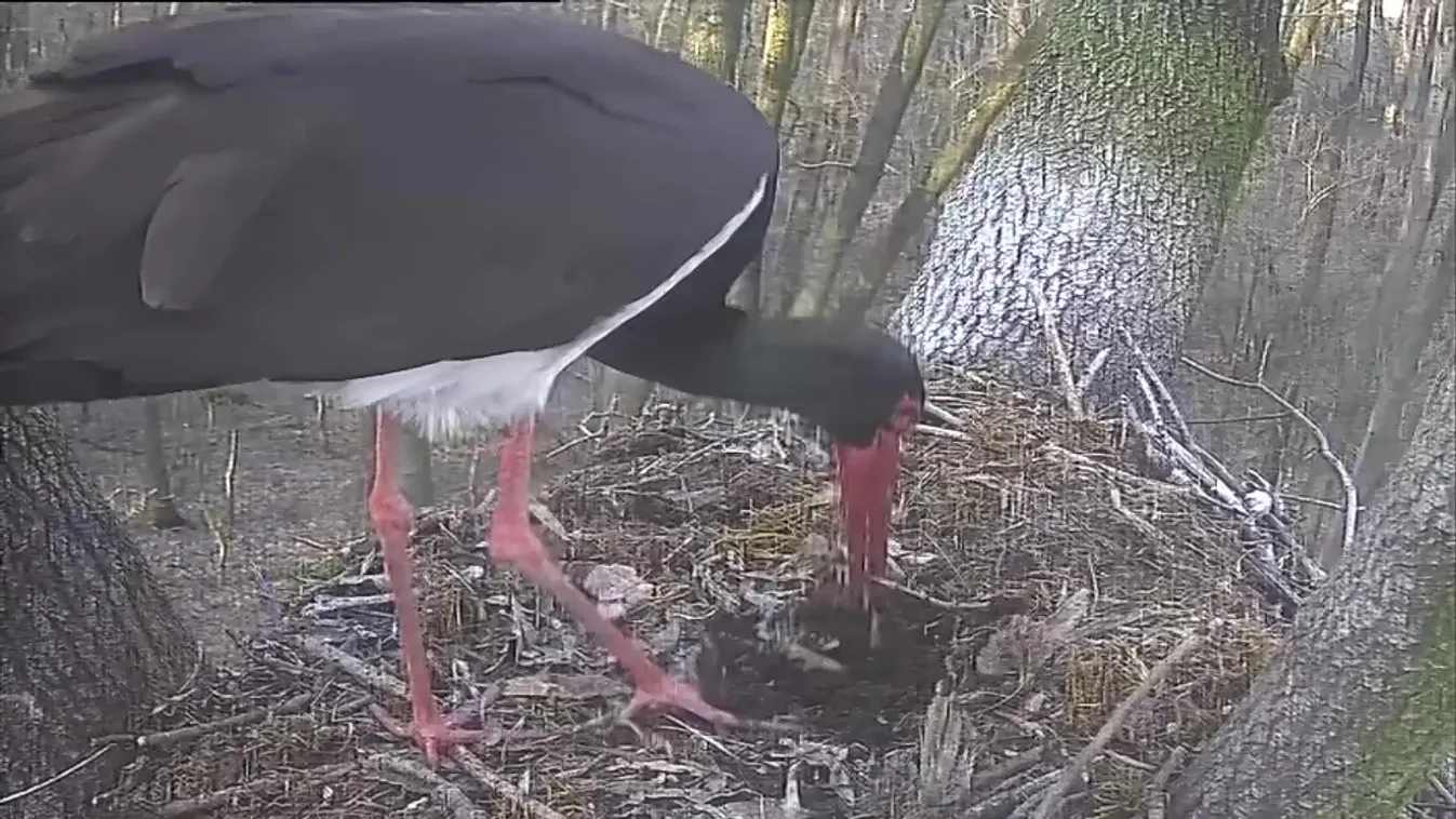 Megérkezett az első fekete gólya Gemencre