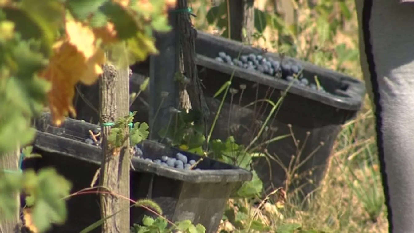 A felénél tart a szüret a villányi borvidéken