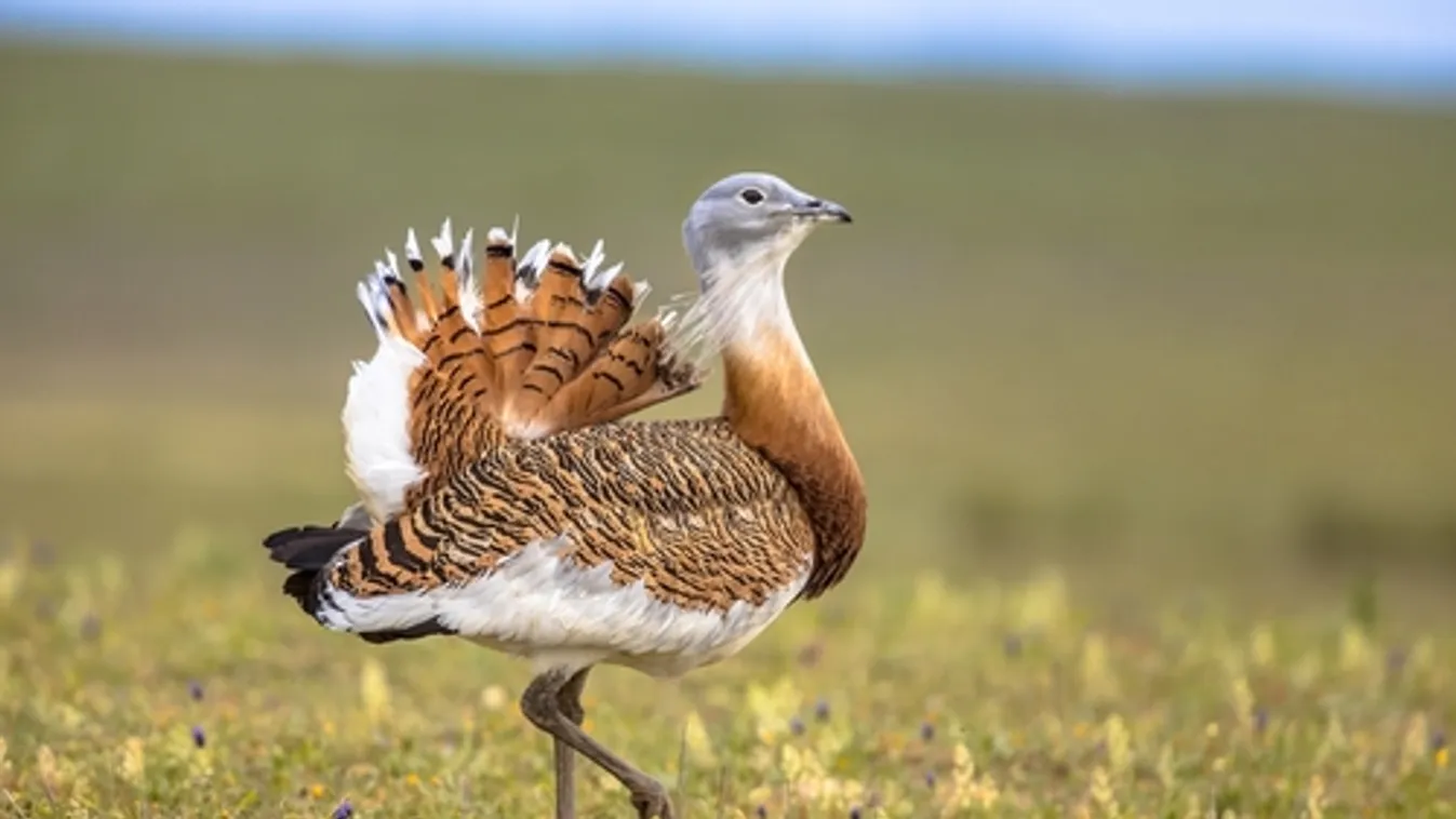 Villanyvezetéket helyeztek föld alá Nagyszalonta térségében Románia túzokpopulációja védelmében