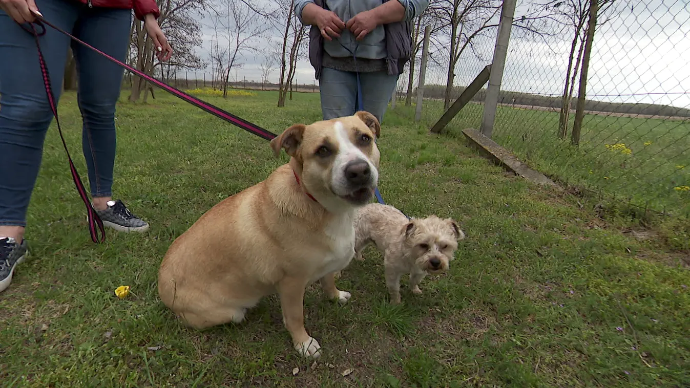 Radar - Élet a menhelyen