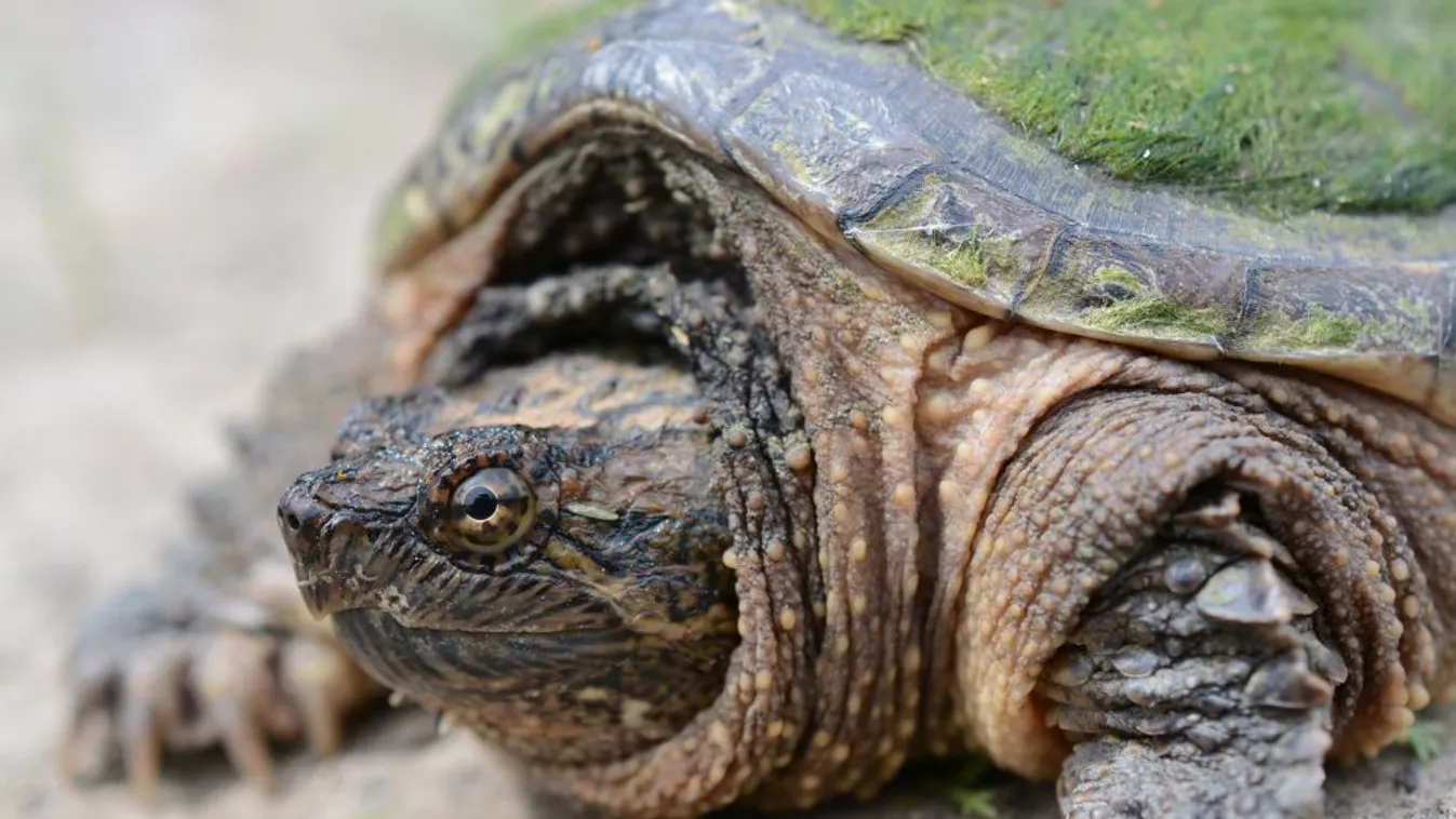 Veszélyes egzotikus állatokat találtak egy dunaharaszti házban