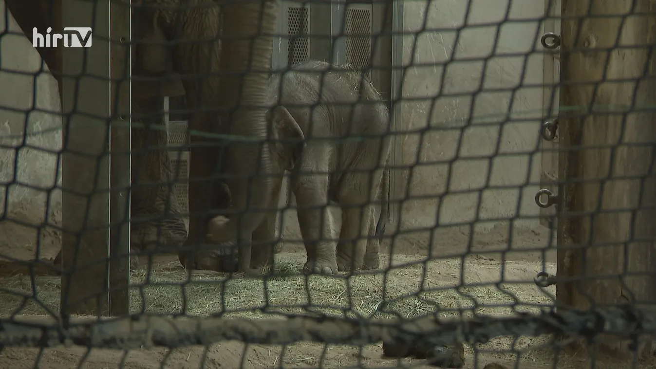 Újra látogatható a Fővárosi Állat- és Növénykert