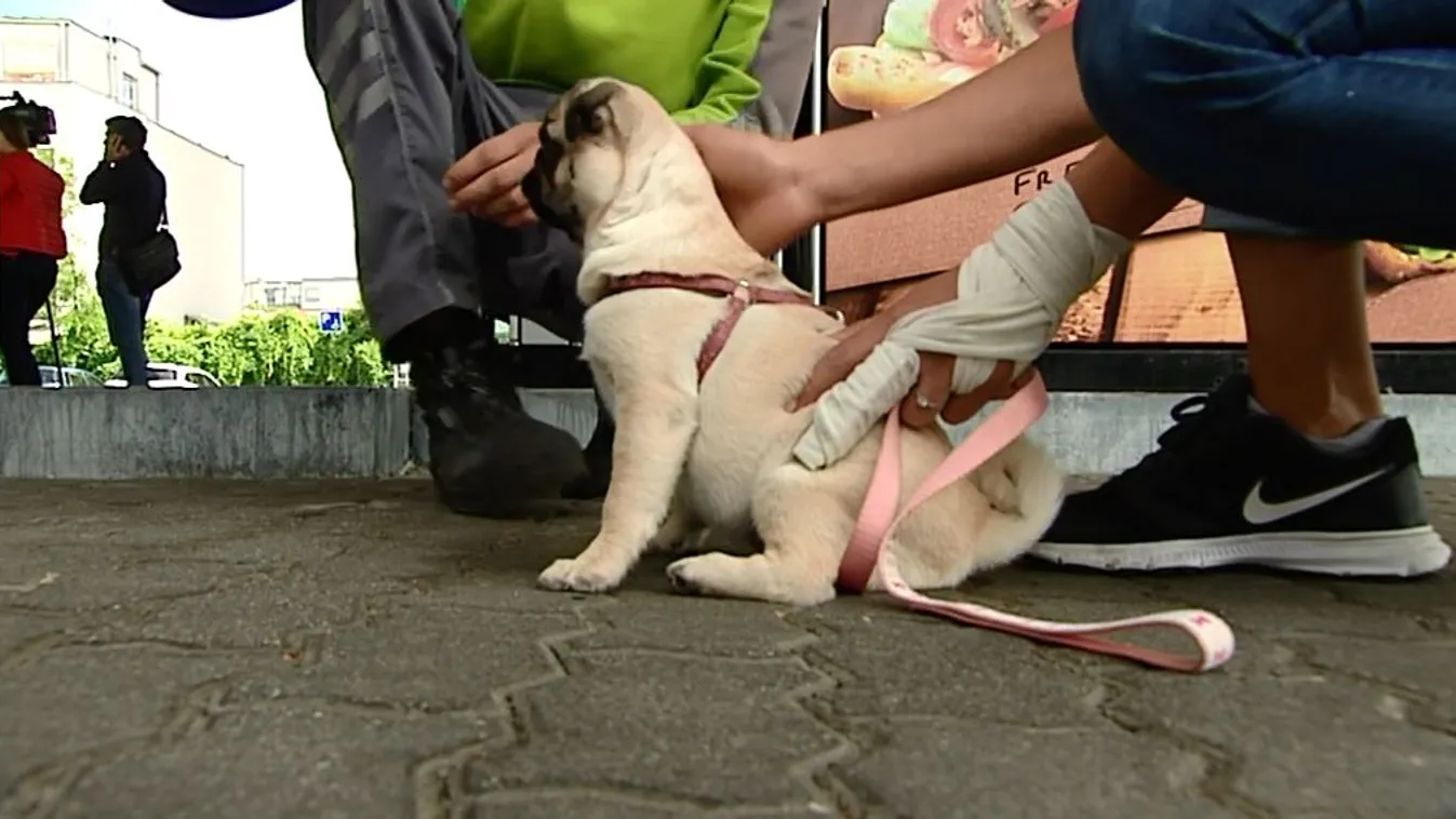 Segít megtalálni az elveszett kutyákat az olajvállalat