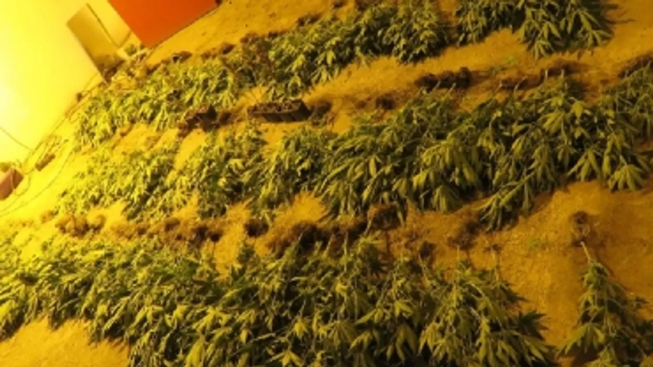 Kigyomlálták az ültetvényt