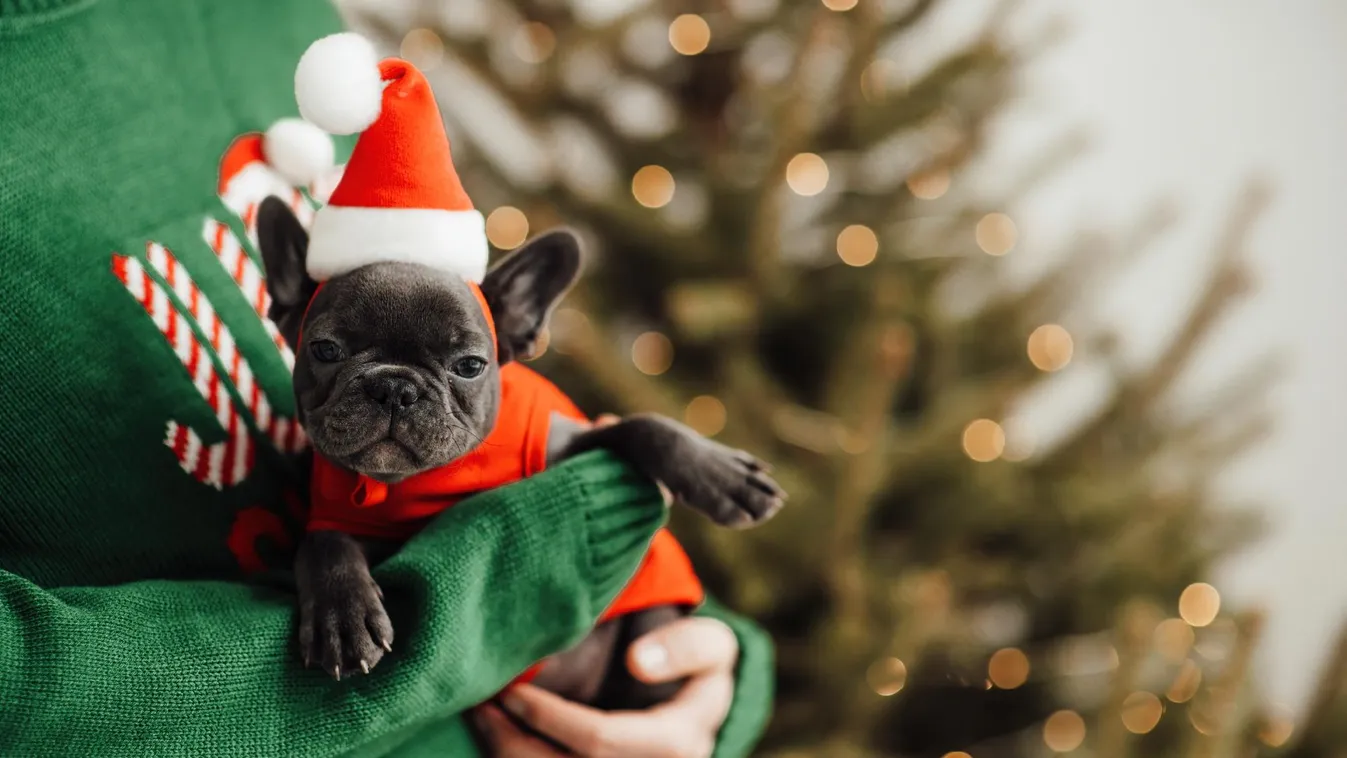 Ne ajándékozz élő állatot karácsonyra! - kérik az állatvédők