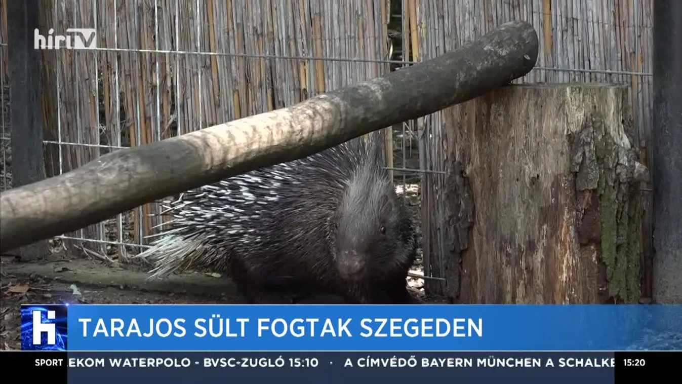 Tarajos sült fogtak Szegeden