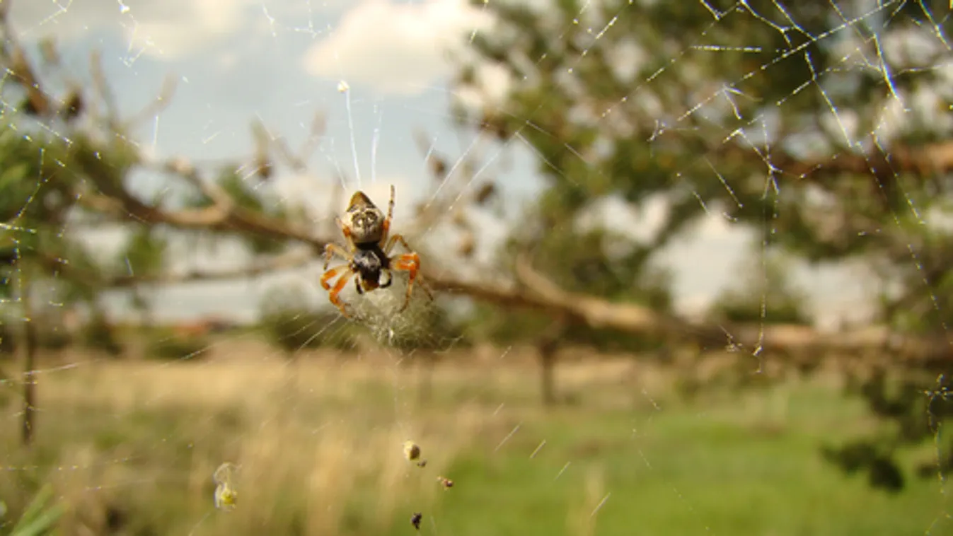 Új pókfajt fedeztek fel Izraelben