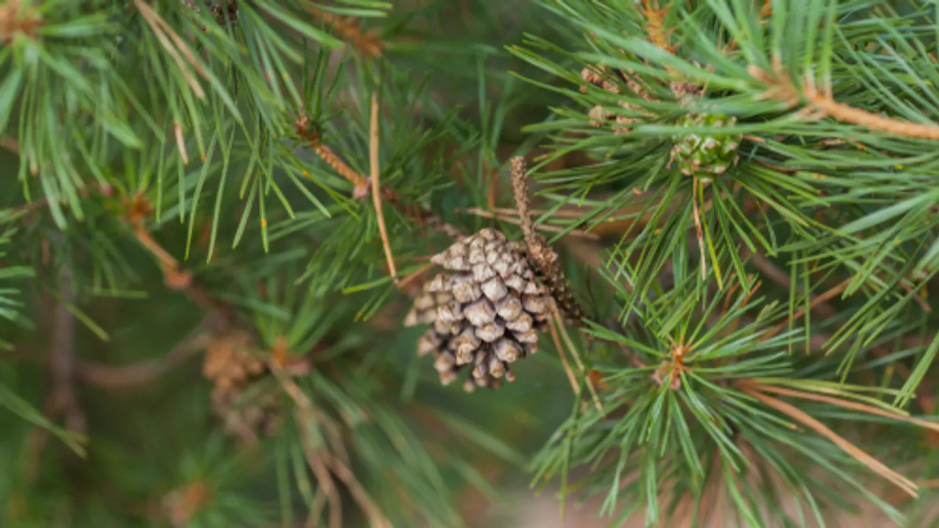Évente 10-12 milliárd forintot tesz ki a belföldi fenyőfaforgalom