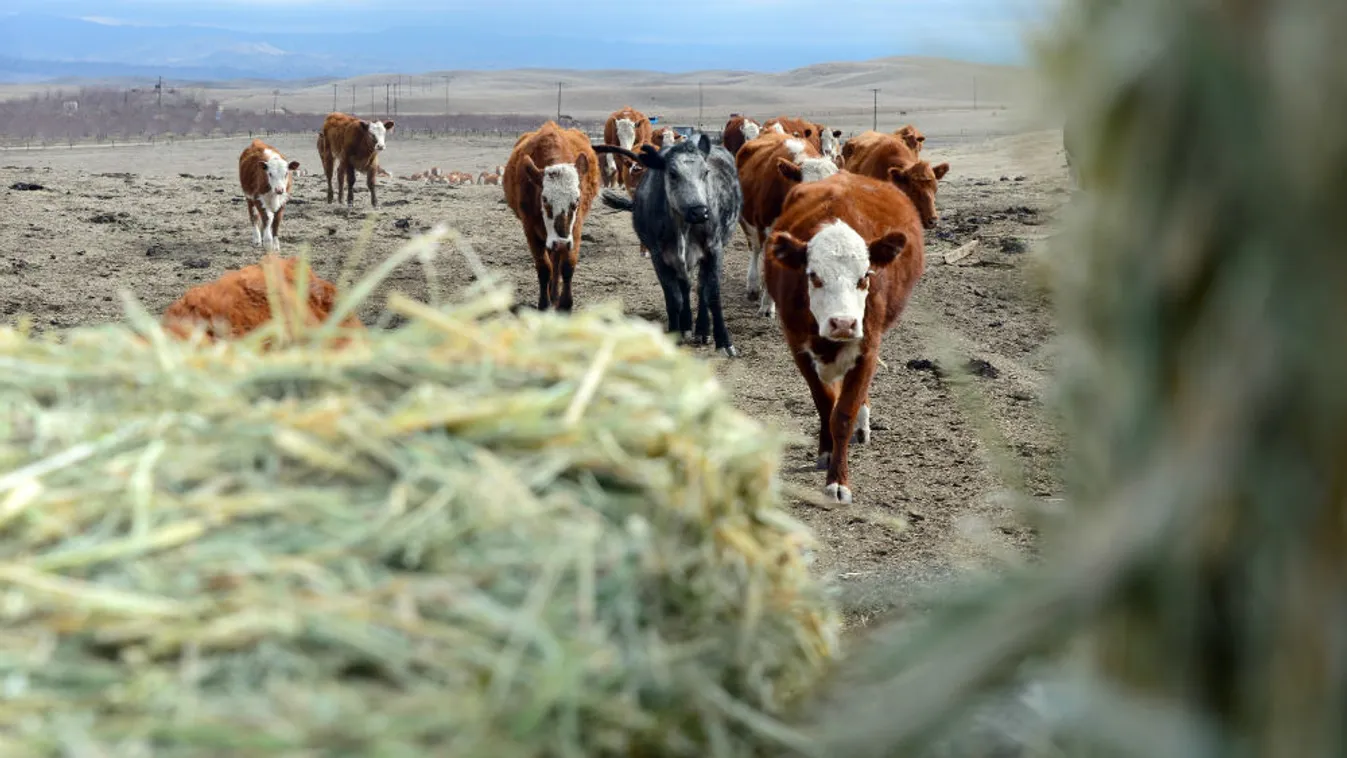 „Nem adjuk fel” – Soroló