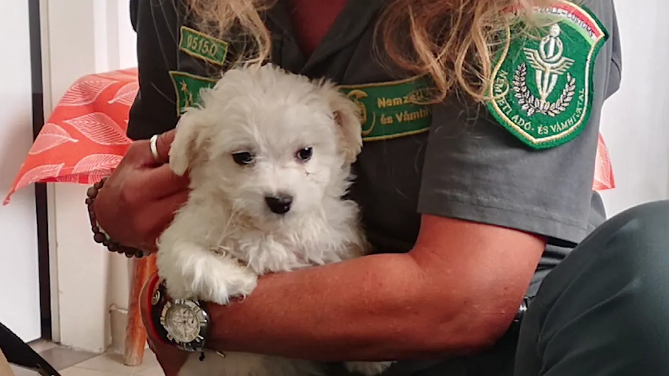 Radar - Illegális kutyaexport + videó