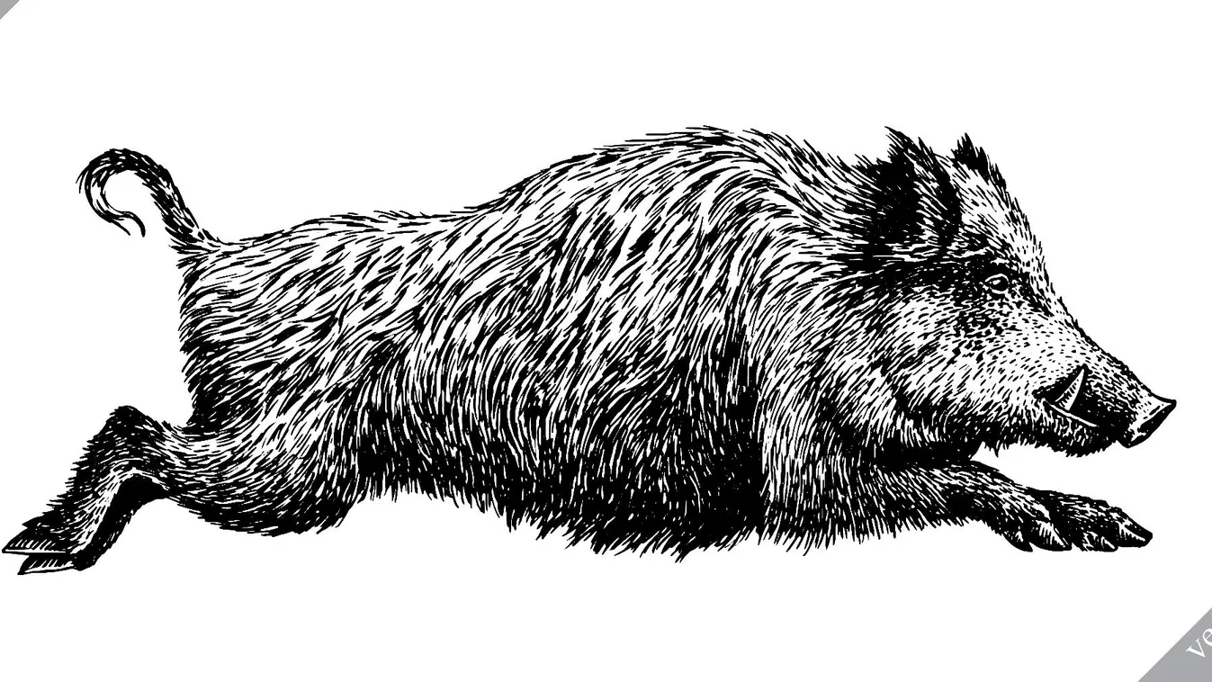 Nébih: ASP fertőzést mutattak ki Pest megyében elhullott vaddisznókban