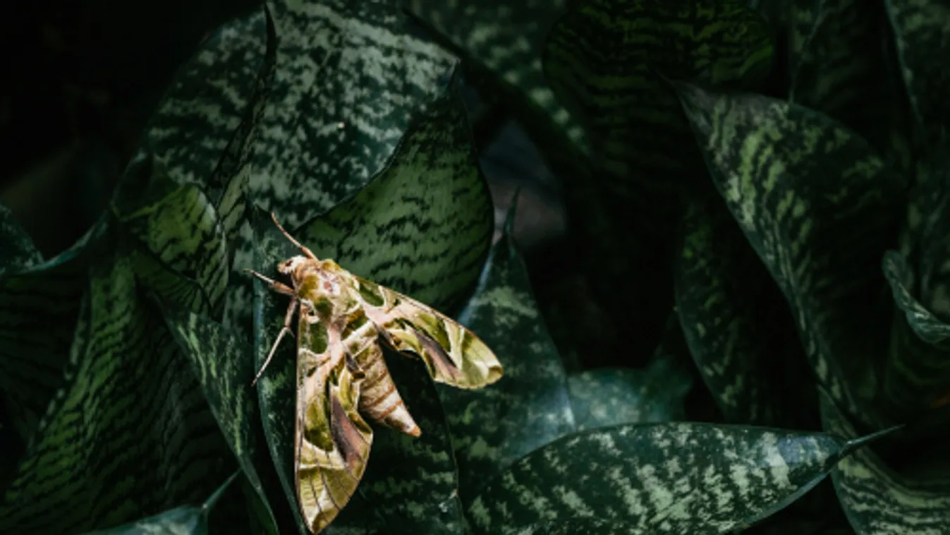 Kiemelt szerepet játszanak a beporzásban a molylepkék