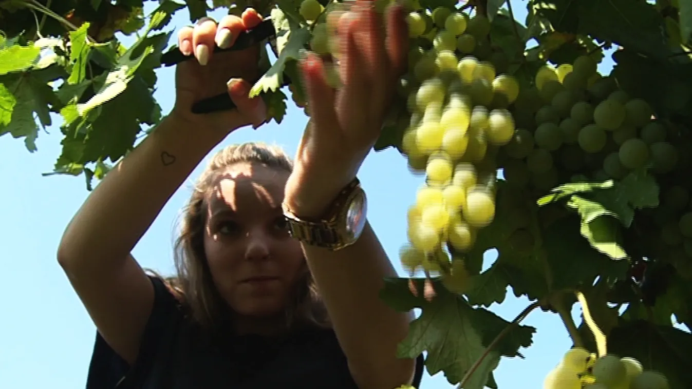 A szőlész-borász lányok iskolakezdésként szüretelnek – Soroló
