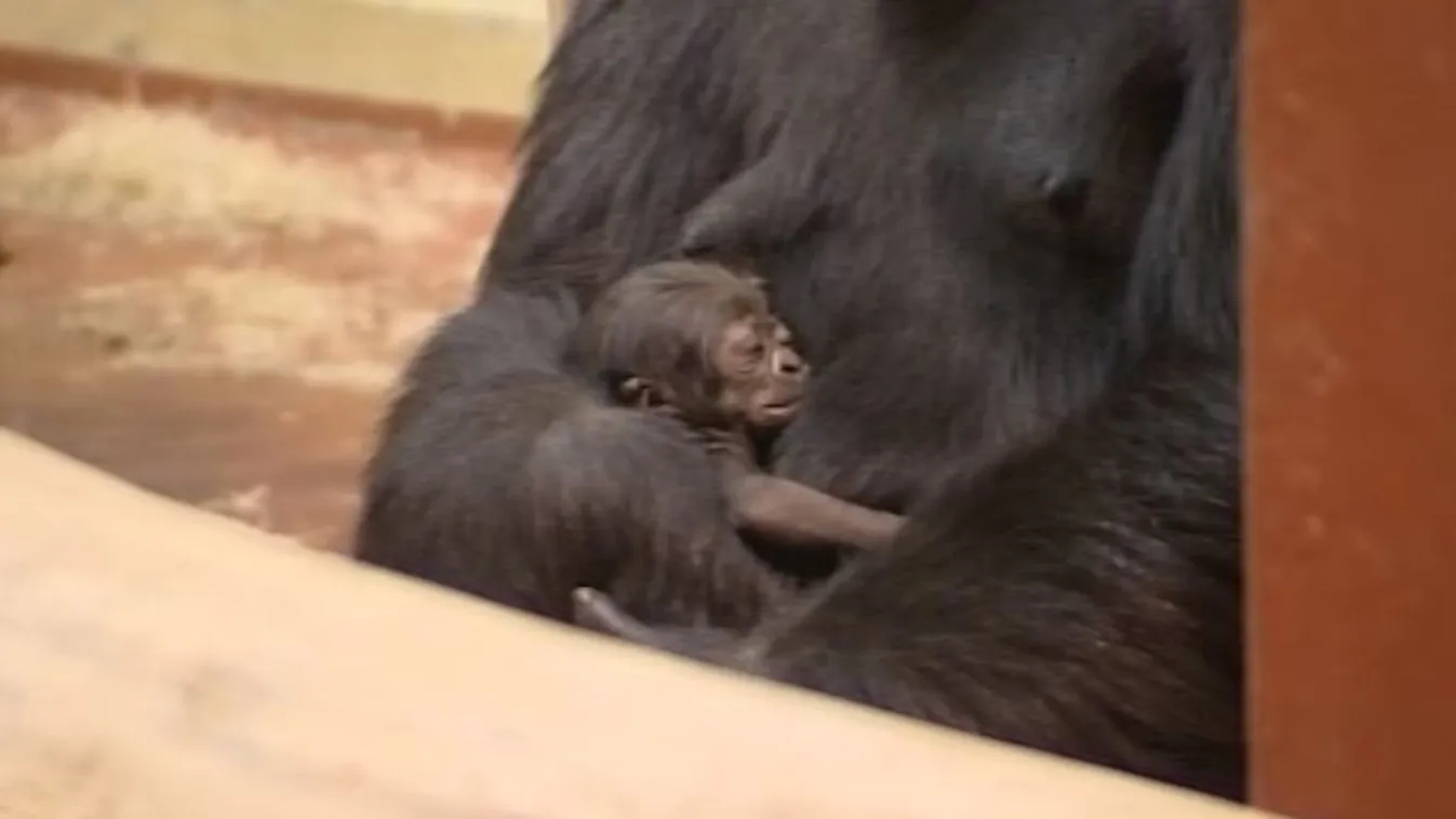 Gorillakölyök született a fővárosi állatkertben