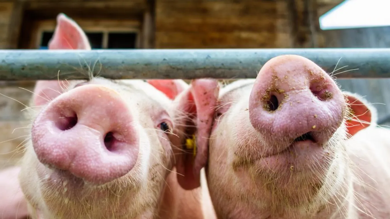 Újabb 13 ezer állatot ölnek le Romániában a sertéspestis miatt