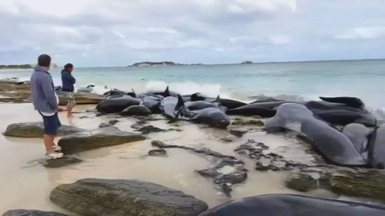 Rengeteg cet pusztult el a parton