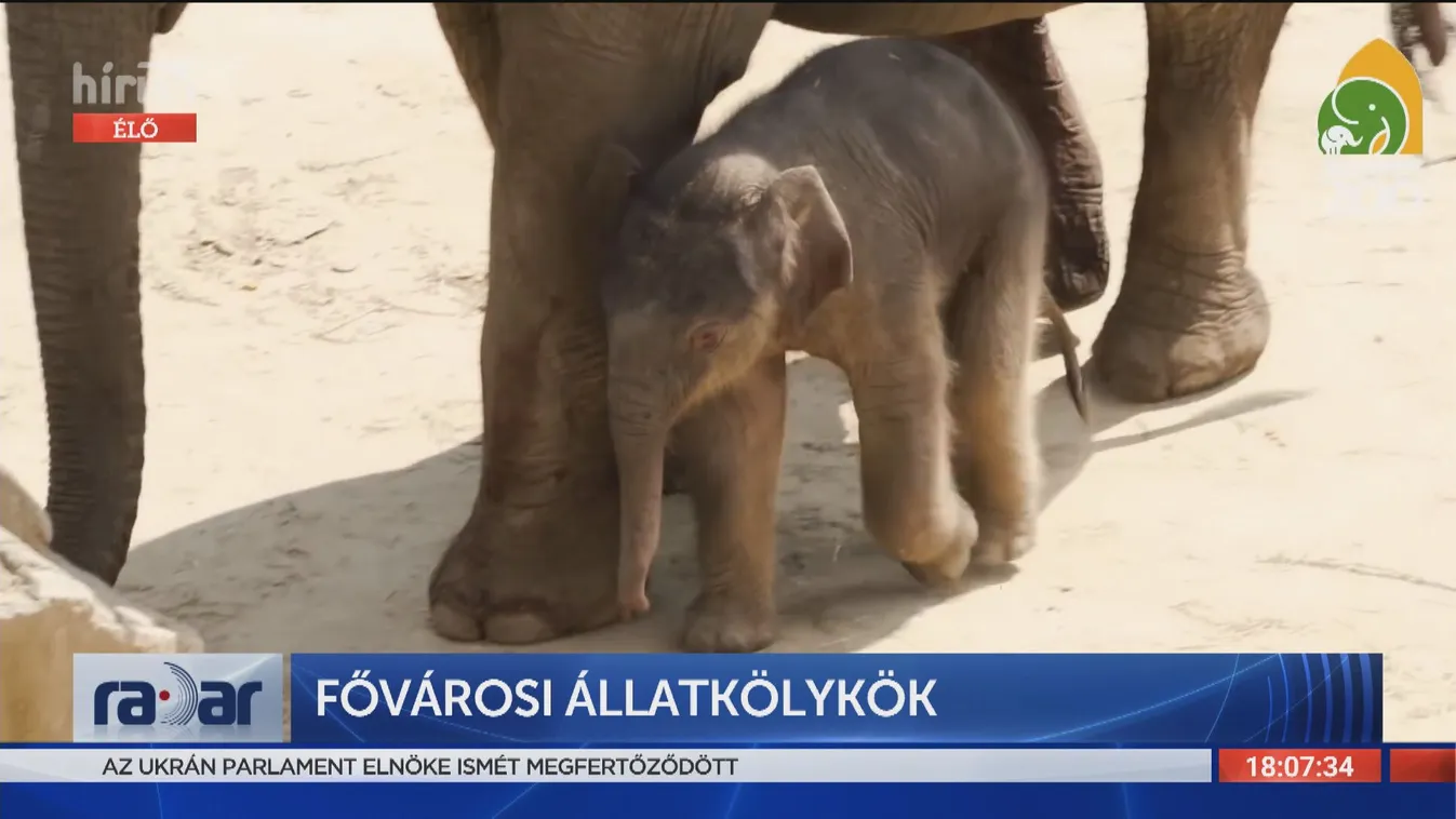 Radar: Fővárosi állatkölykök