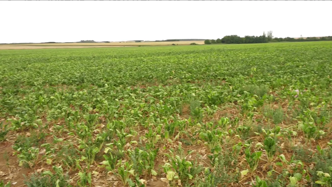 Földadó - a befizetett összegeket is visszatérítik