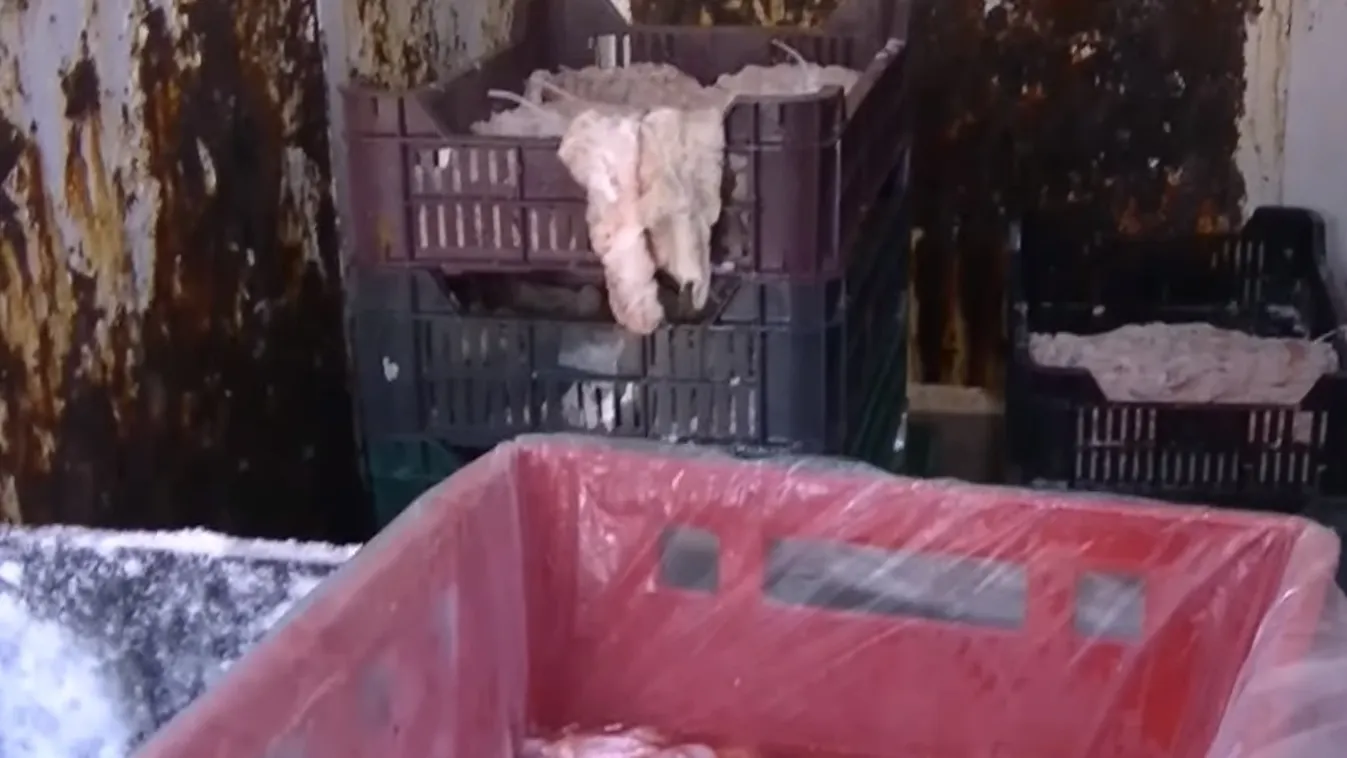 Ismét gyomorforgató körülményekkel szembesültek a Nébih ellenőrei + videó