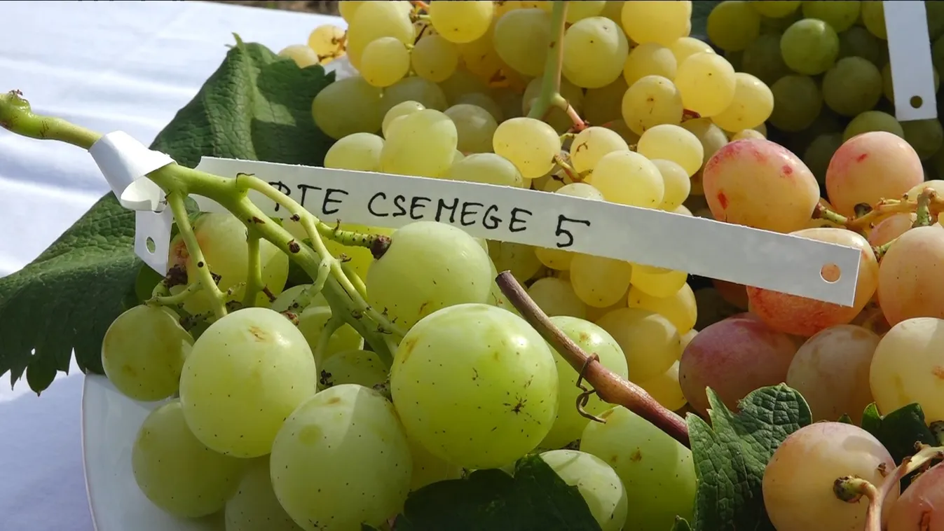 Mintakertet adtak át a Pécsi Tudományegyetem Szőlészeti és Borászati Kutatóintézetében