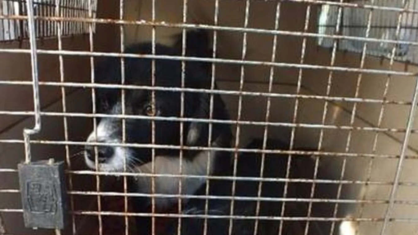 Szenvedésnek tette ki kutyáit