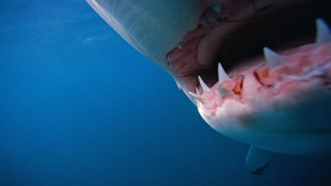 Megsokszorozódtak a cápatámadások – Our World