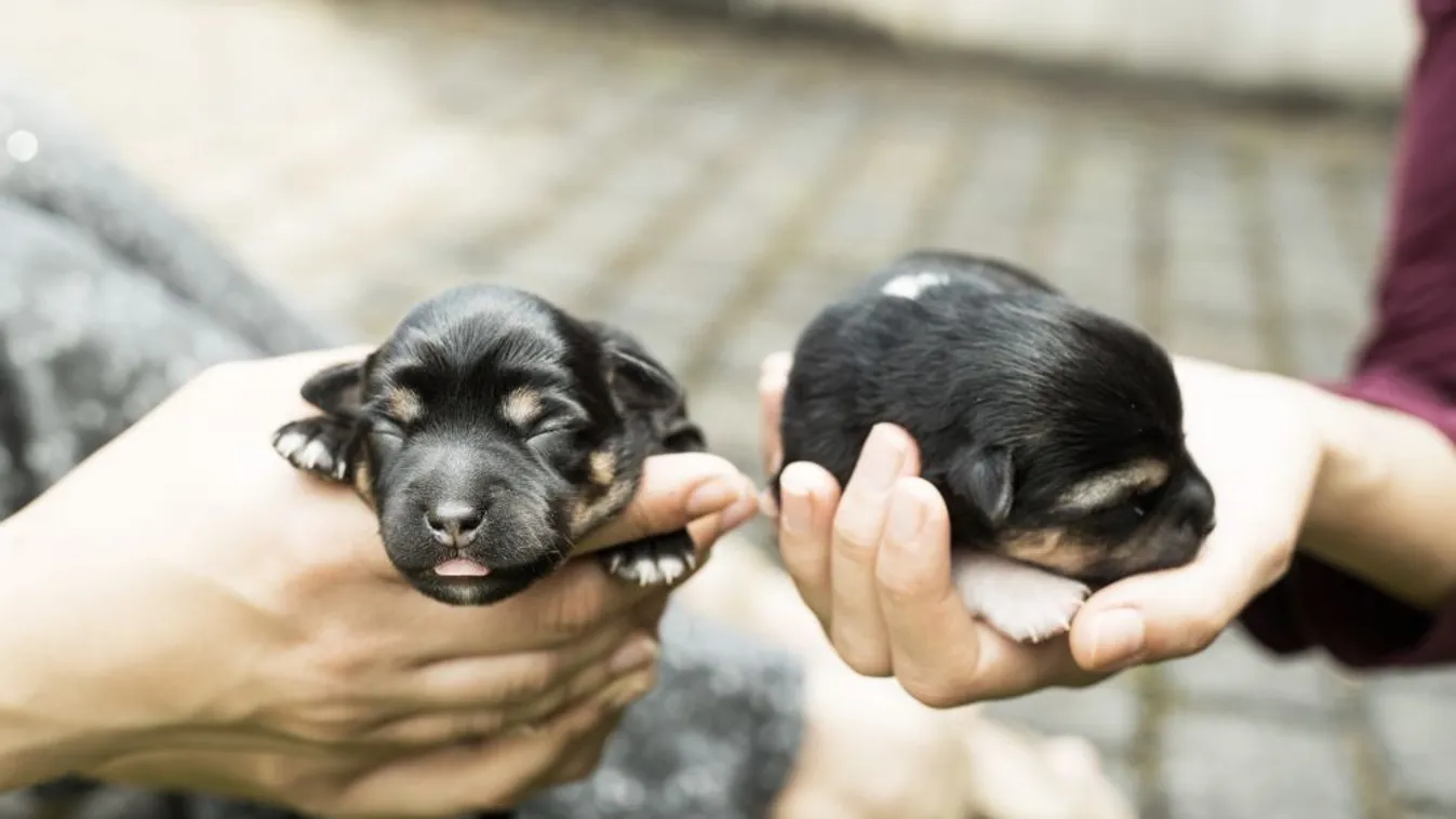 Korrupt hatósági állatorvosokat lepleztek le