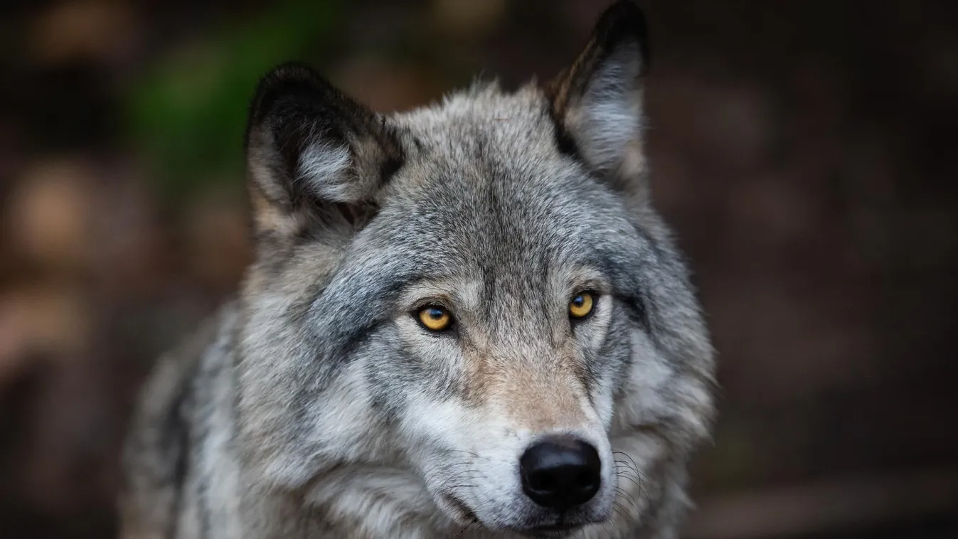 Így találták meg a kilőtt svájci farkas jeladóját