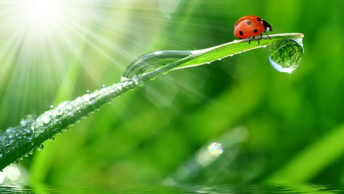 Több mint 140 alkotást vetítenek a gödöllői Nemzetközi Természetfilm Fesztiválon