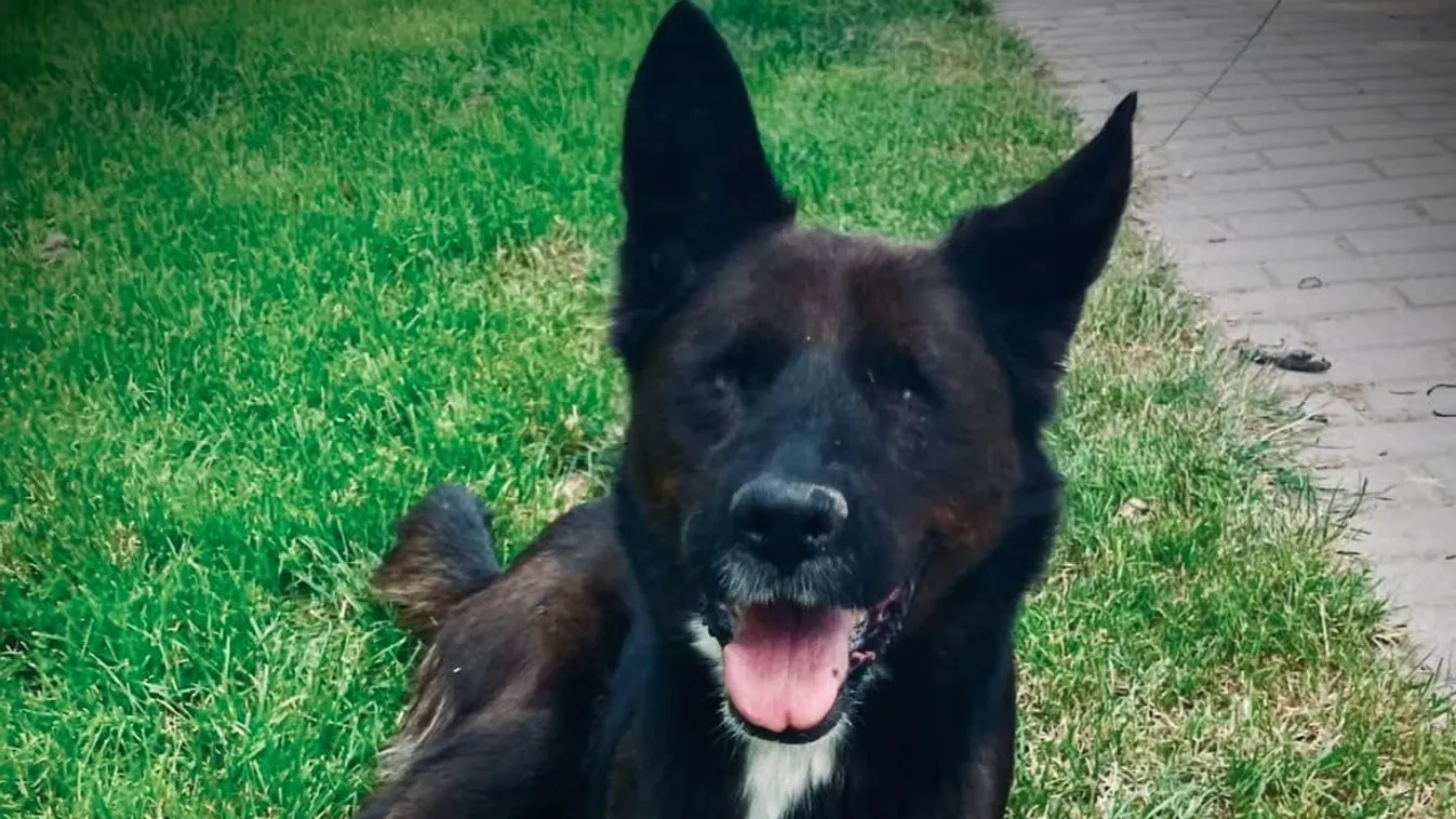 Szívfájdító a vak kutyus története