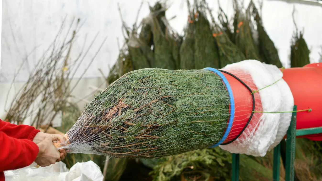 Minimális áremelkedéssel indult a karácsonyfaszezon