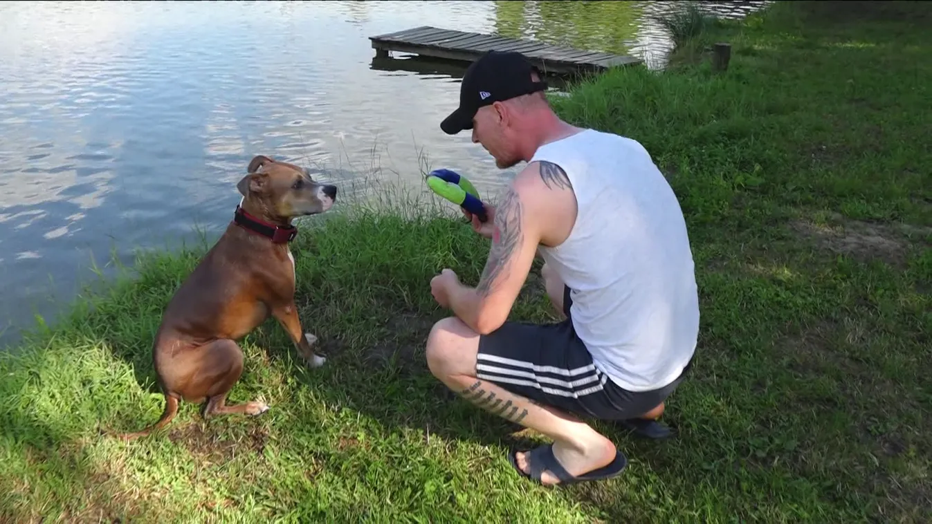 Radar - Egy hely, ahol a kutyák hűsölhetnek