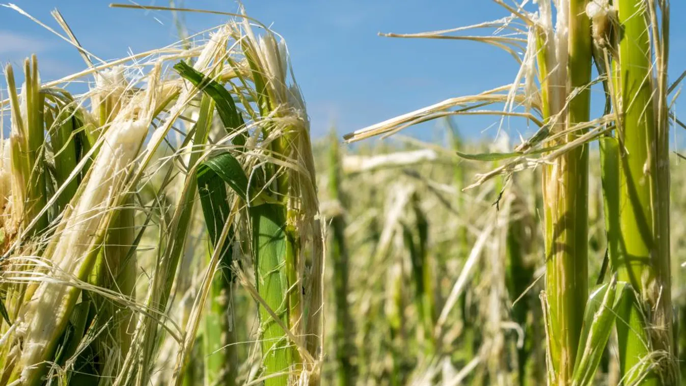Tízmilliárd forintnál tartanak az idei agrárkárok