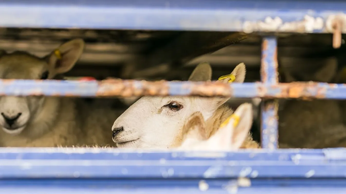Nagy bejelentést tettek a britek a Brexit utáni állategészségügyi szabályokról
