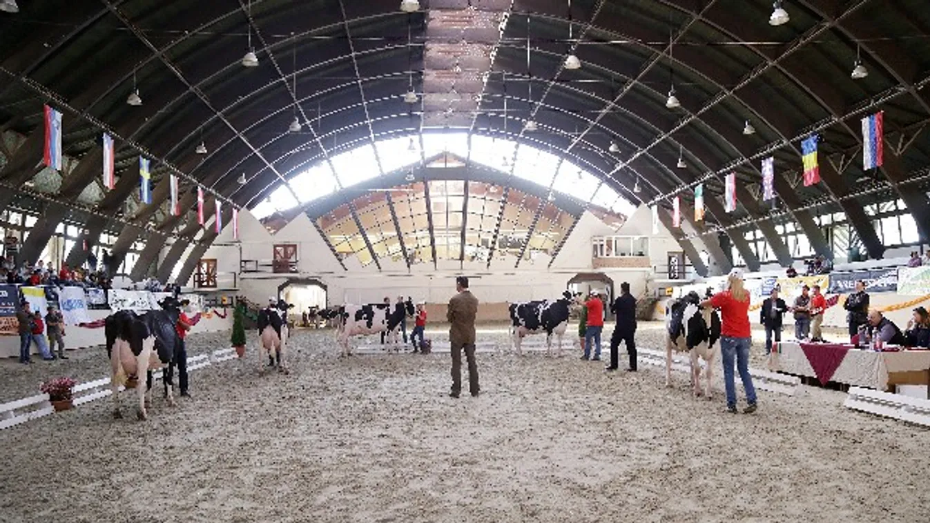 Állattenyésztési seregszemle Kaposváron