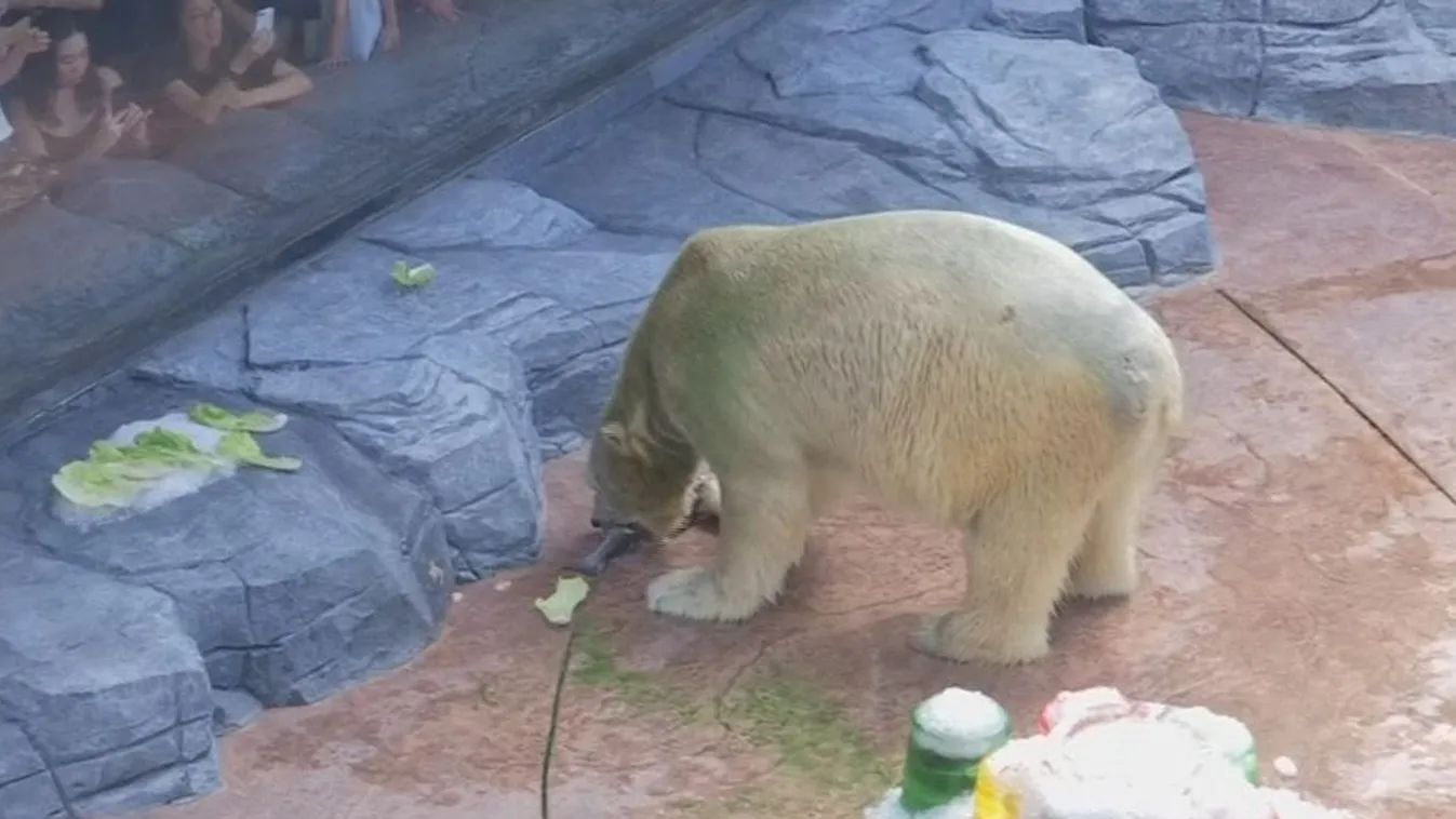 Meghalt a trópusi jegesmedve