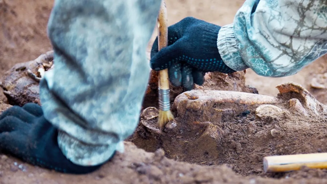 Először állítják ki az M6-os építése során előkerült 7000 éves leleteket