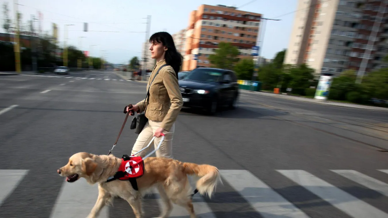 Biztonságosabb zebrákat akar az LMP