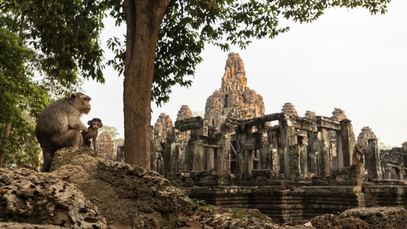 A majom nem játék Kambodzsa jelképénél